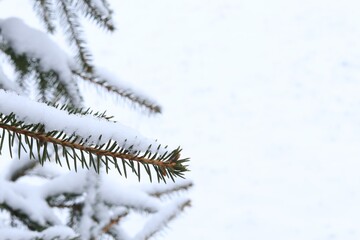 Green pine branch covered with snow, the first snow lies on the green branch