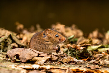 Naklejka na ściany i meble Eurasian harvest mouse (Micromys minutus)