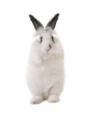 White rabbit stands on its hind legs isolated on white background