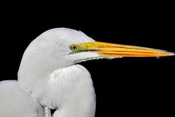 Great egret full head shot with black background. Ardea alba.