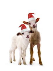 two little sheep in santa claus hats isolated on white background