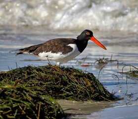 American oystercatcher on beach behind seaweed pile with wave breaking in background. H. palliatus.