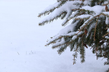 Snow lies on a green branches of a coniferous tree, Christmas mood