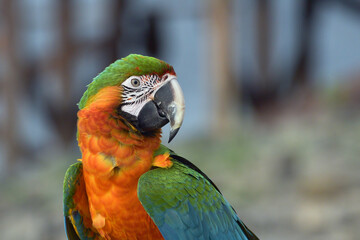 Close up photo of macaw parrots