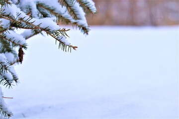 Green pine branch covered with snow, the first snow lies on the green branch