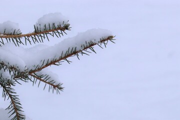 Green pine branch covered with snow, the first snow lies on the green branch