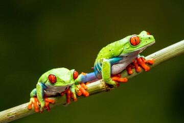 Red-eyed tree frogs (Agalychnis callidryas)