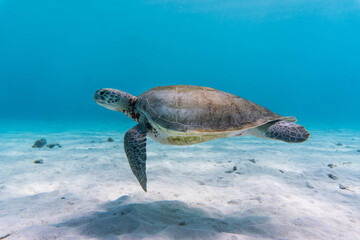 Amazing shot of a sea turtle swimming in the crystally clear water