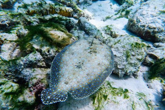 Shot of a sea European plaice swimming in the crstally clear water