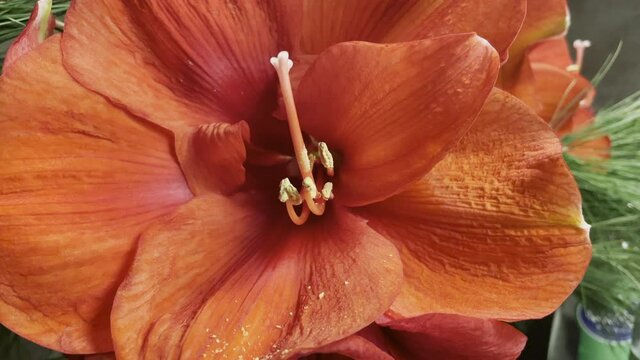 Macro close up shot of red orange amaryllis flower with long stamens during bright day in nature.