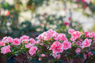 Fototapeta na wymiar Blooming Azalia hybridum shrub. Flower petals close-up. Soft focus pink background. Festive floral wallpaper for holiday gretings and design