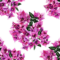 Seamless pattern with flowers of bougainvillea