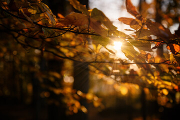 The sun shining through the leaves of beech.
