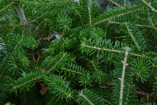 Fir Branches. Balsam Fir. Abies Balsamea Tree. Forest Or Park Evergreen Plant With Fresh Green Leaves. Christmas Tree. Nature Background.