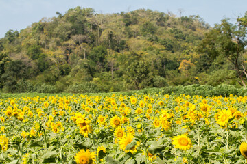 Fototapeta premium Sunflower field in Thailand