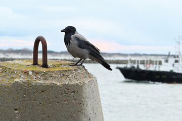 A crow sits on a concrete cone in the foreground. In the background, a pilot ship goes along the canal.