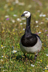 Weißwangengans (Branta leucopsis)