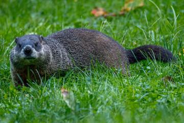Groundhog (Marmota monax), also known as a woodchuck, feeding on grass during summer. Selective focus, background blur and foreground blur.
