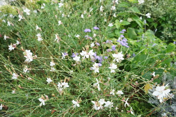 Oenothera lindheimeri aka Gaura lindheimeri flower garden - ガウラ ハクチョウソウ フラワーガーデン 神奈川県 横浜市	