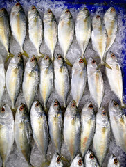 Bunch of fresh Pacific jack mackerel fish or Trachurus on ice. Street seafood in Asia spiny short mackerel close-up is placed in a row on the refrigerated panel at the food market.