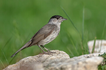 Mönchsgrasmücke (Sylvia atricapilla) Männchen