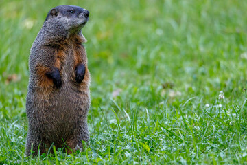 Groundhog (Marmota monax), also known as a woodchuck, feeding on grass during summer. Selective focus, background blur and foreground blur. Copy Space
