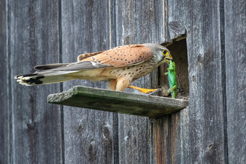 Turmfalke (Falco tinnunculus) Männchen mit Zauneidechse