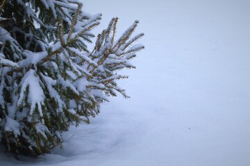 Snow lies on a green branches of a coniferous tree, Christmas mood