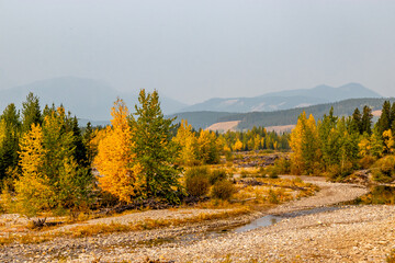 Fall colours beside the creek. Cat Creek Provincial Precreation Area, Alberta, Canada