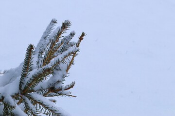 Green pine branch covered with snow, the first snow lies on the green branch