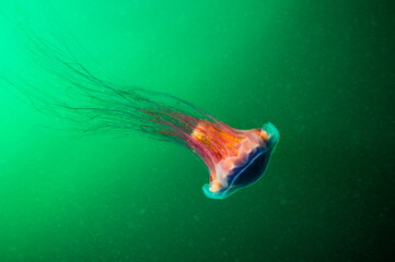 Lion's Mane drifting underwater in the gulf of st.Lawrence