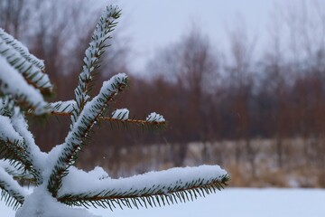 Green pine branch covered with snow, the first snow lies on the green branch