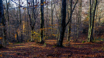 autumn forest and trees wood