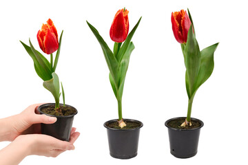 Tulip in a pot isolated on white background.