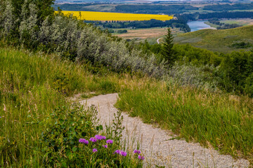Farmers field adds a splash of colour to the ranch. Glenbow Ranch Provincial Recreation Area,...