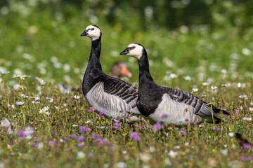 Weißwangengans (Branta leucopsis)