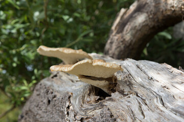 Zwei große alte Pilze an einem alten morschen Baumstamm. 