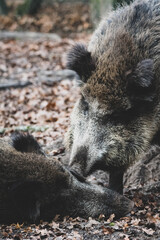 Wildschweine im Wald III