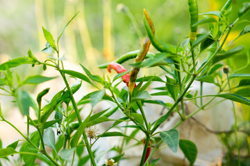 Chilli seeds on the tree