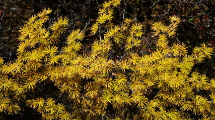 A branch of yellowed larch needles. Russia, Far East, Khabarovsk Territory.

