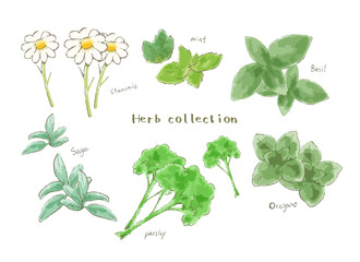 いろんな植物のイラスト