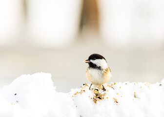 Obraz na płótnie Canvas bird in snow