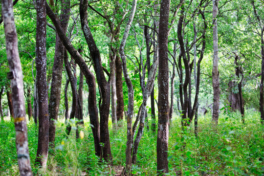 View of a Sandalwood tree forest in Marayoor, Kerala, India
