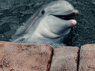 Playful Dolphin, Sea Life,  Ocean