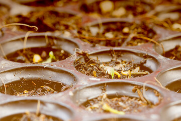 Baby plants seeding, black hole trays for agricultural seedlings