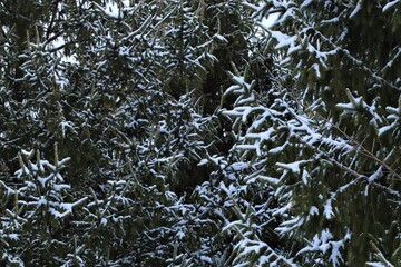 Snow lies on a green branches of a coniferous tree, Christmas mood