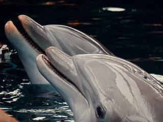 Dolphins, Playful, Sea life
