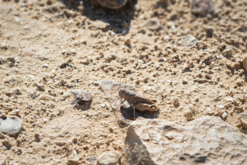 an egyptian locust anacridium aegyptium in the fifth stage instar of development on a sandy hillside in the south judaean desert near arad in israel