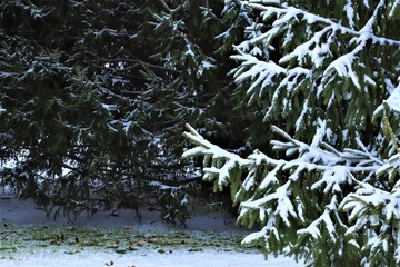 Snow lies on a green branches of a coniferous tree, Christmas mood