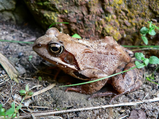 Brązowa żaba na tle kamienia